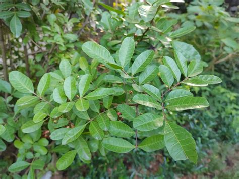 胡椒木花語|福星花園: 巴西胡椒木(巴西乳香)